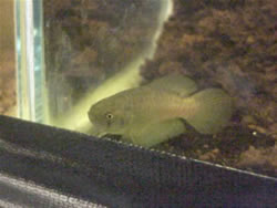 Austrolebias nonoiuliensis