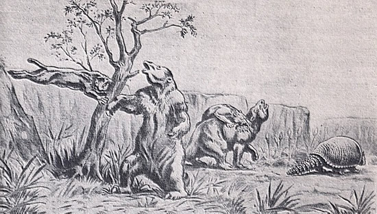 Megatherium Americanum